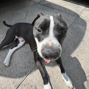 Meet your Posher, Fiona